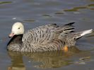 Emperor Goose (WWT Slimbridge September 2013) - pic by Nigel Key